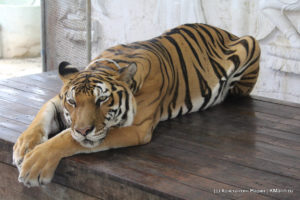 Aquarium & Tiger Zoo