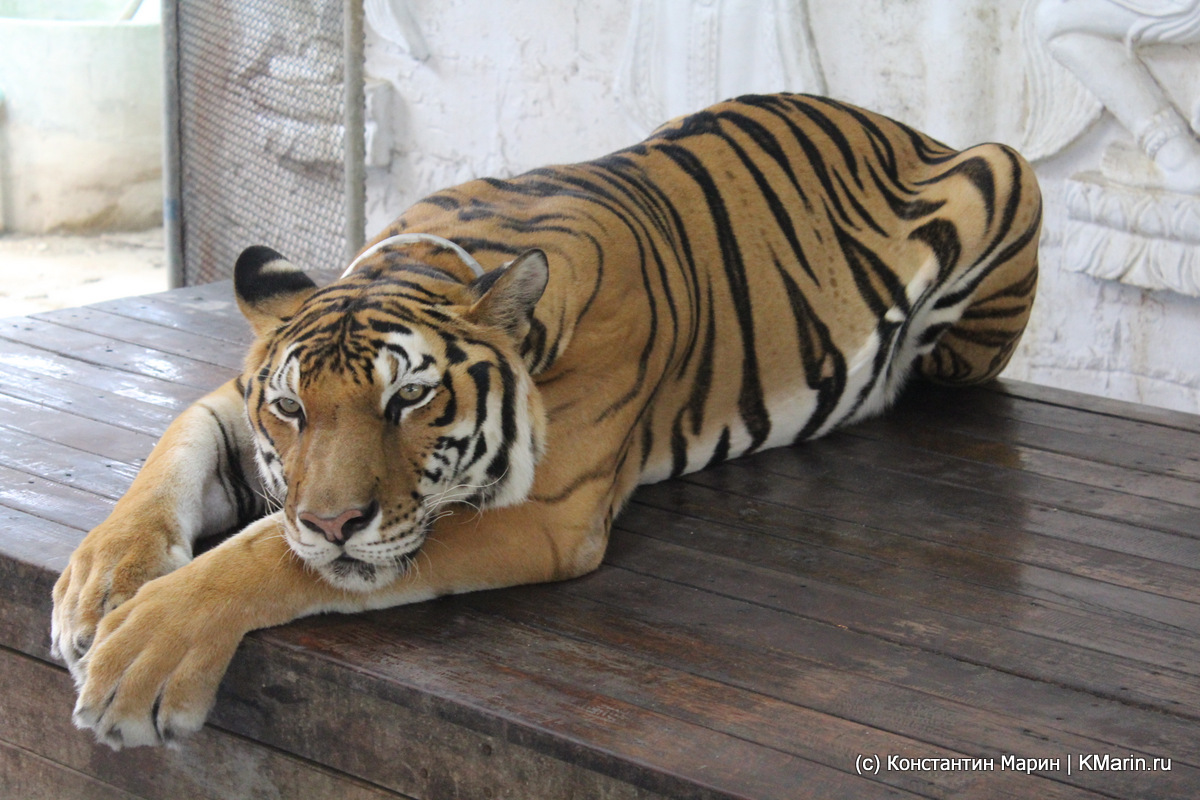 Aquarium & Tiger Zoo