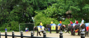 Bangkok Elephant Theme Show