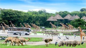 Bangkok Safari World Tour