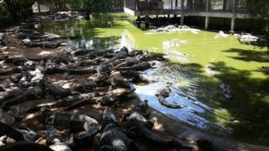 Crocodile Farm Pattaya (Ticket only)