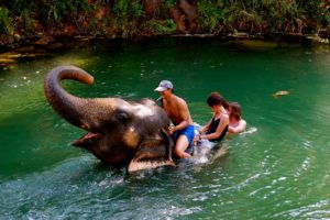 Elephant Trekking