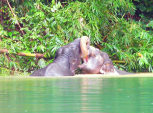 Khao Sok 1 Day