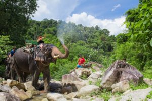 Rafting 5 kms with Elephant Trekking 45 mins and Waterfall (P1)