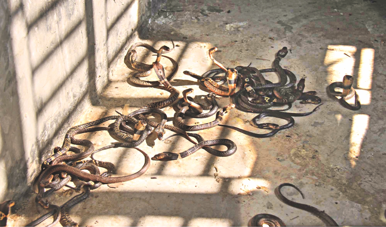 Snake Farm