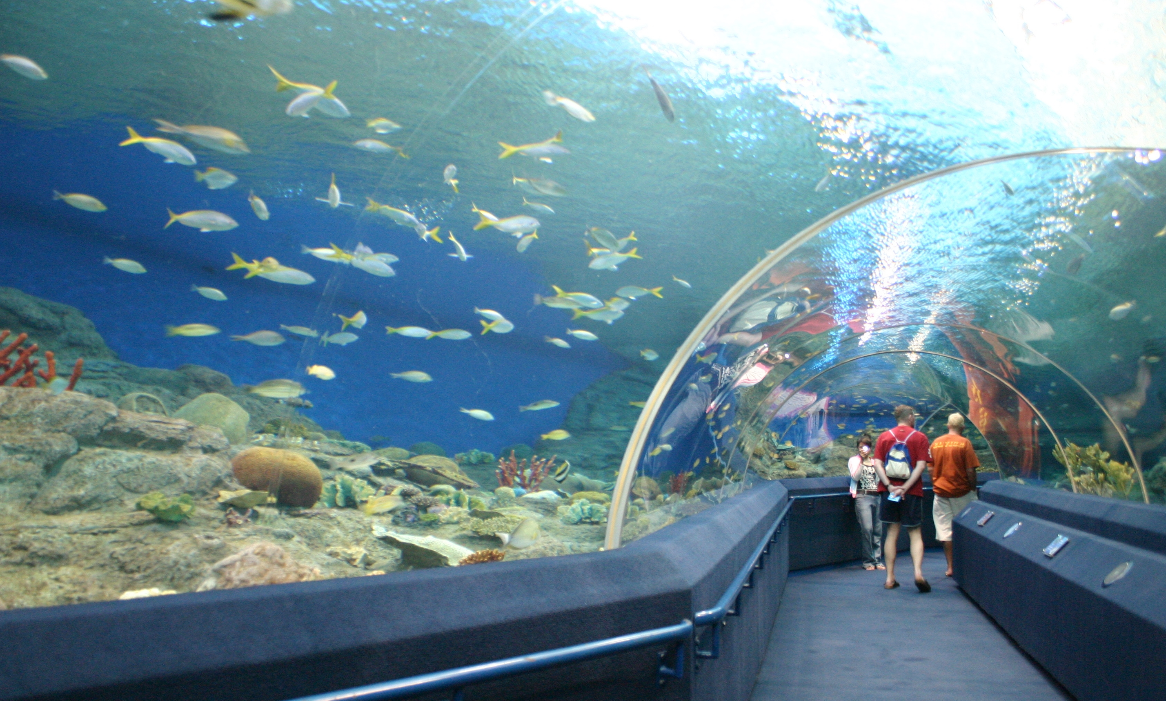 Underwater World + Transfer)