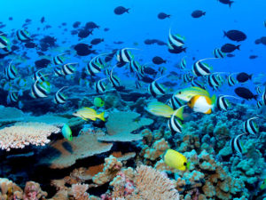 Coral Island with Indian Lunch + Parasailing 1 big round + Under Sea Walking